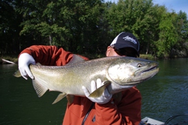 manistee salmon